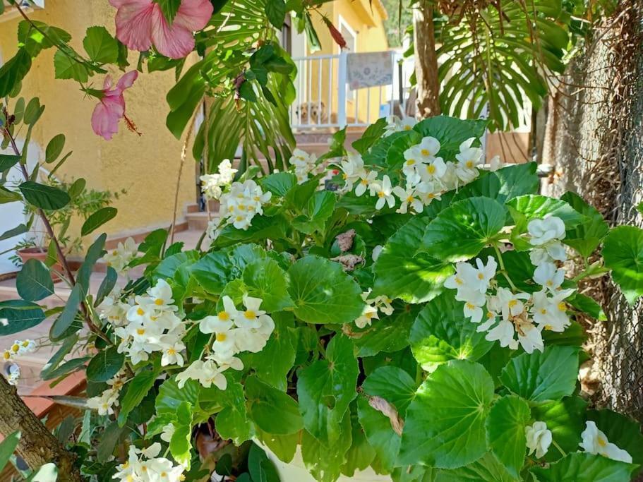 Villa Falconera Apartaments, Gandia A Las Faldas De La Montana Exterior foto
